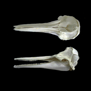 Common dolphin skull