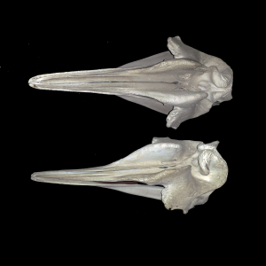 Northern bottlenose whale skull