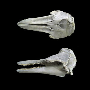 Schädel Weißschnauzendelfin