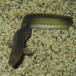 European eel   