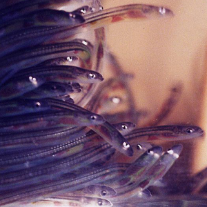 Glass eel