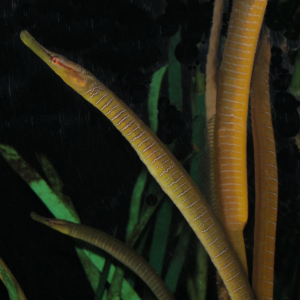 Snake pipefish    