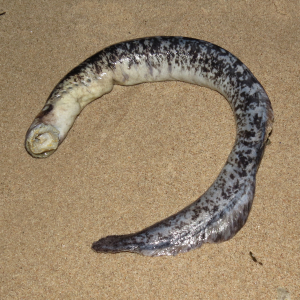 Great sea lamprey