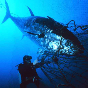 Blåfinnet tunfisk