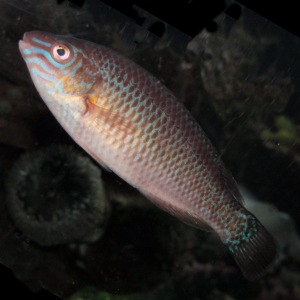 Small-mouthed wrasse