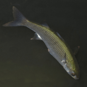 Thick-lipped mullet  