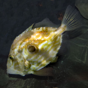John dory