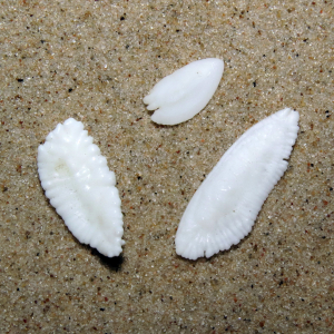 Ohrknöchelchen Fisch