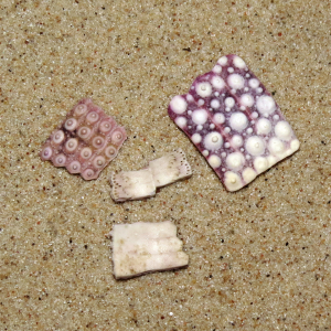 Urchin shell fragments