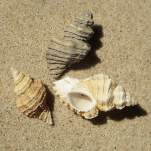 Europäischer Austernbohrer