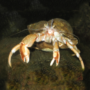 Common hermit crab