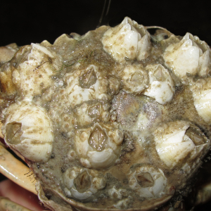 Acorn barnacle 