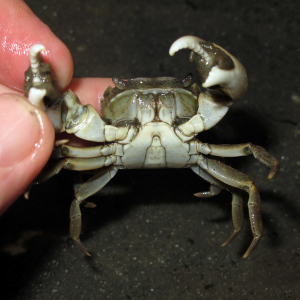 Brush-clawed shore crab