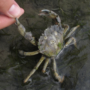 Shore crab    