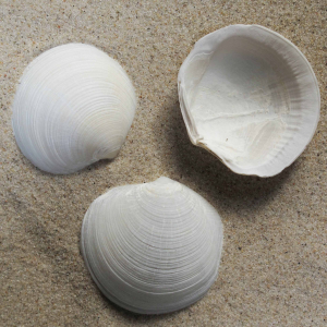 Northern moon clam