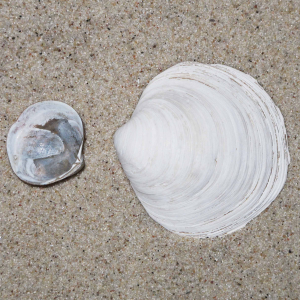 Gewellte Mondmuschel