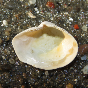Arctic nut clam