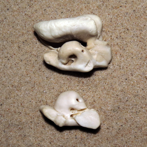 Porpoise ear bone