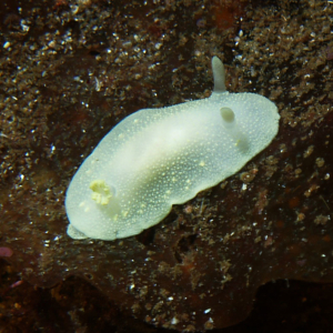 Small wharty sea-slugs