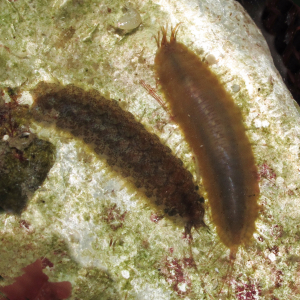 Flache Schuppenwürmer