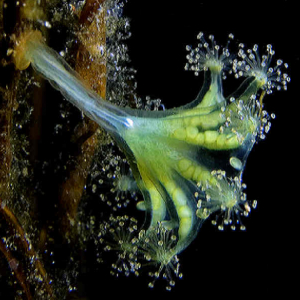 Kaleidoscope jellyfish