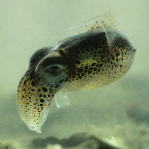 Little cuttlefish 
