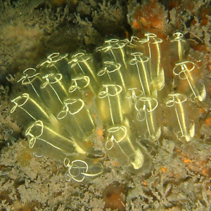 Glaskeulen-Seescheide