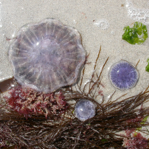 Blue jellyfish 