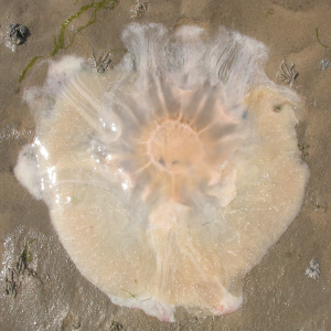 Lion's mane jellyfish  
