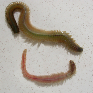 Clam worm
