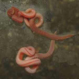 Gill-wearing thread worm