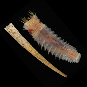 Gewöhnlicher Köcherwurm