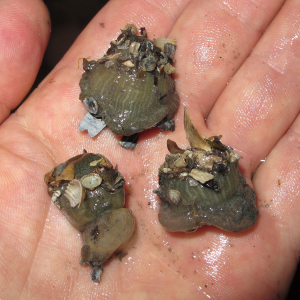 Slibanemoon gesloten