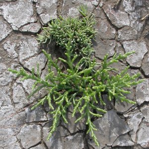 Smalle, succulente (dikke, 'vettige') bladeren