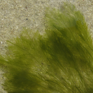 Mossy Feather Weed, Hen Pen