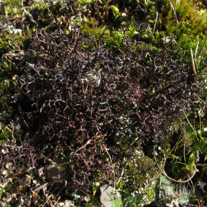 Burdock lichen