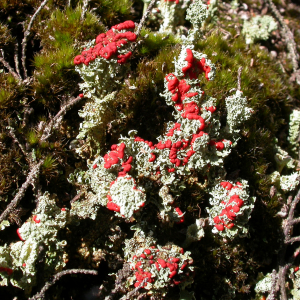 Firehead lichen