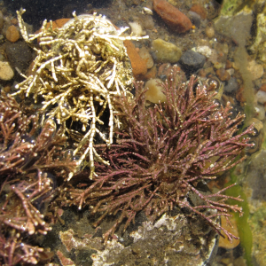 Common coral weed