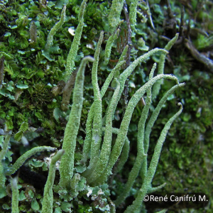 Other lichens