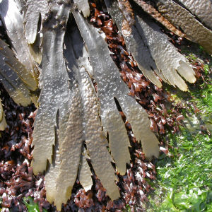 Serrated Wrack, Toothed Wrack
