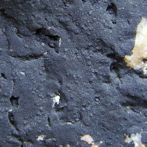 Küstenkrustenflechte