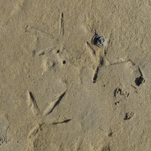 Heron's foot prints