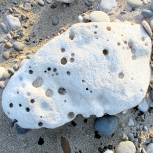 Boorgaten van boormossel