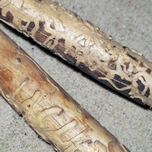 Ædehuller efter billelarve