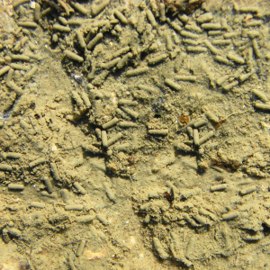 Red-gilled mud worm faeces