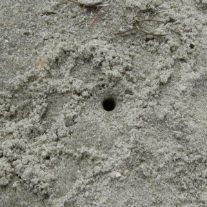 Loch Sandlaufkäferlarve