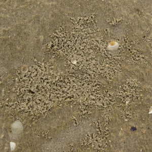 Kelp fly hatching holes