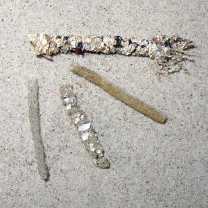 Koker van schelpkokerworm