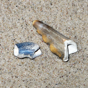 Laatste pootstuk van noordzeekrab,