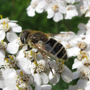 Bijvliegen (algemeen)